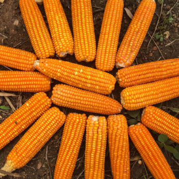 Vitamin A Maize