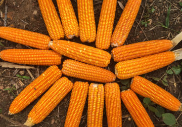Vitamin A Maize