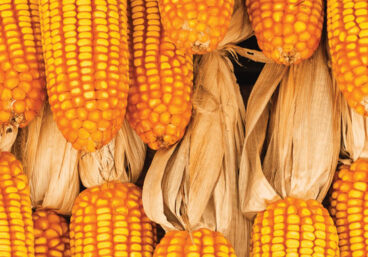 Corn