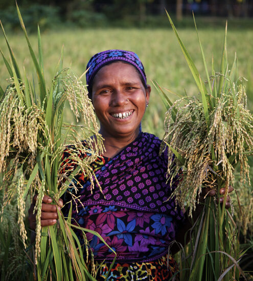 zinc rice in Bangladesh