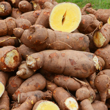 Vitamin A Cassava