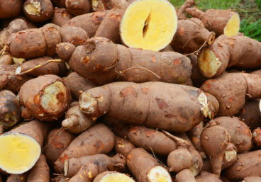 Vitamin A Cassava