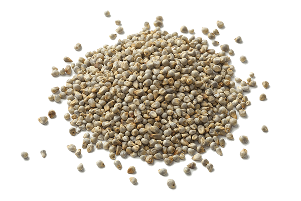 Iron Pearl Millet -