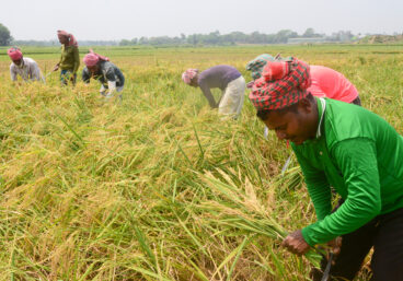 Farmers in the field