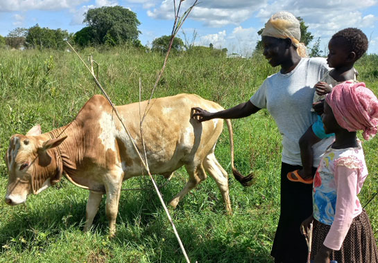 Biofortified Sweet Potato Business Brings Livelihood Boost