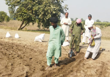 Zinc rice farm