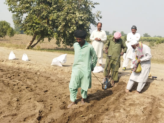 Zinc rice farm